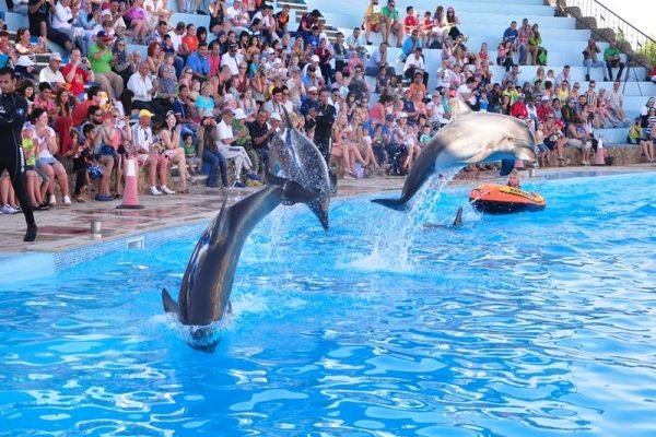 Dolphin-show-in-Hurghada-1