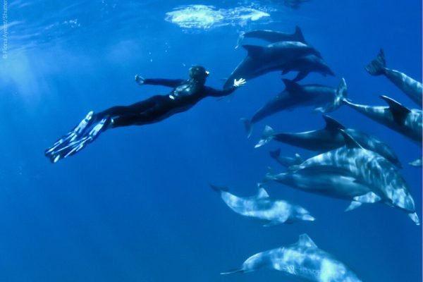 snorkeling-with-dolphins-1